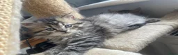 Mixed Breed cats for sale: Adorable Persian-X kittens for sale  - Advert 9