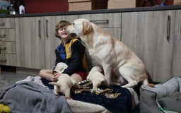 Labrador Retriever dogs for sale: KC, Champion Pedigree ,Extensively Health Tested - Image 7