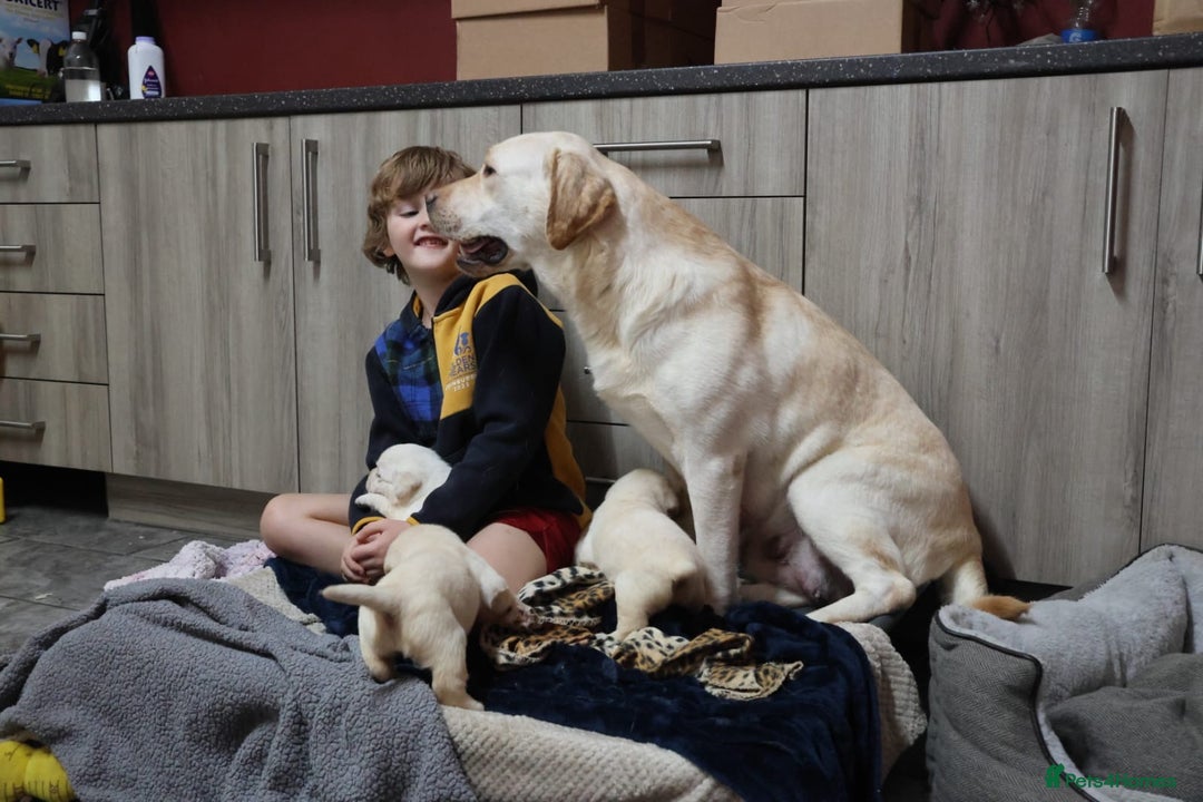 Labrador Retriever dogs for sale: KC, Champion Pedigree ,Extensively Health Tested - Image 7