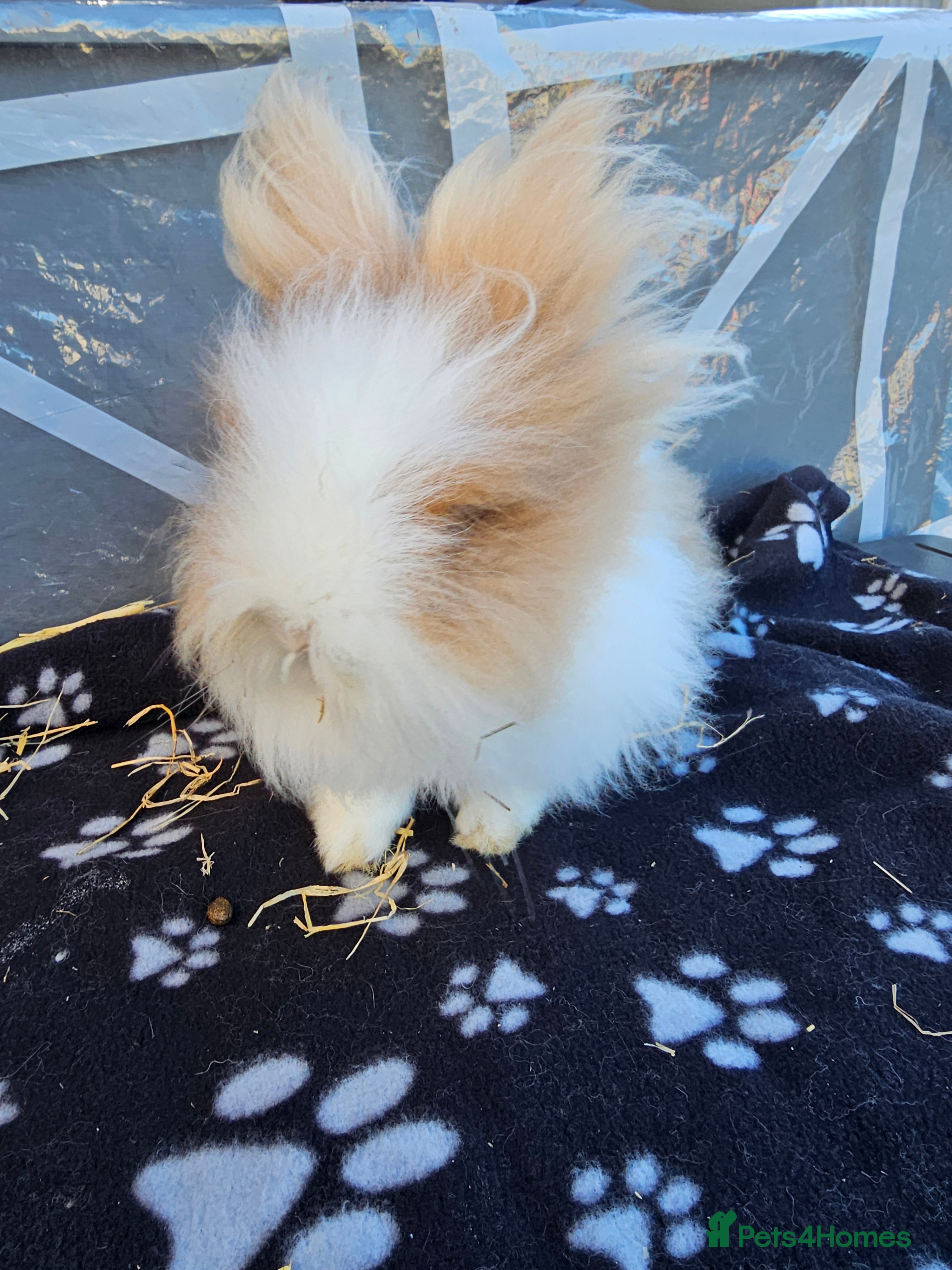 Lionhead rabbits Double mane lionheads different litters  - Advert 3