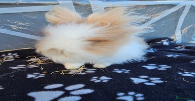 Lionhead rabbits Double mane lionheads different litters  - Advert 6