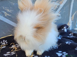 Lionhead rabbits Double mane lionheads - Advert 1