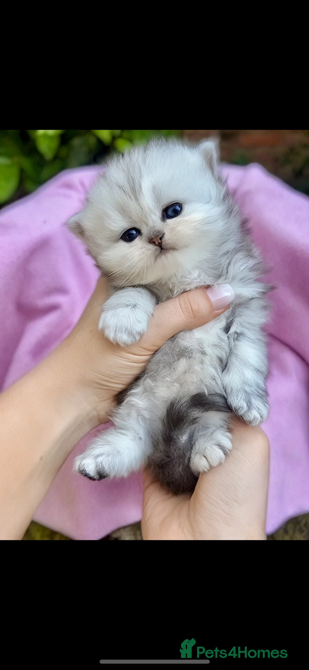 Persian cats for stud: 🌟PERSIAN White Chinchilla for STUD 🌟 - Advert 2