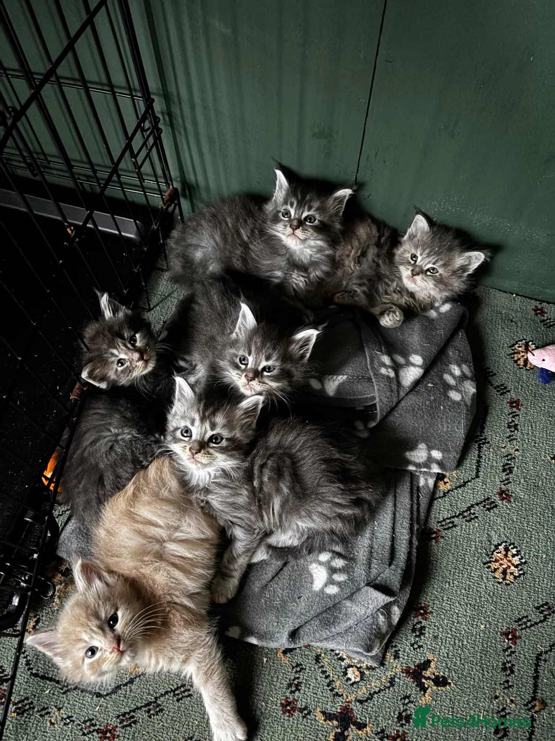 Maine Coon cats for sale: Majestic Maine Coon Kittens  - Advert 1