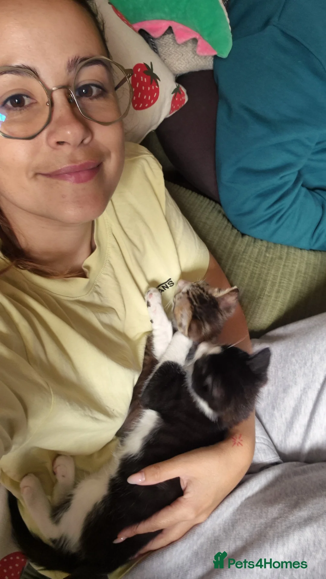 Domestic Shorthair cats for sale: Stray kittens for adoption - Advert 2