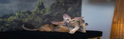 Abyssinian cats for sale: Pure Silver Abyssinian Champion Lines 🏆 Tica - Advert 13