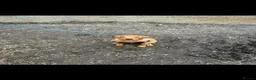 Labrador Retriever dogs for sale: Red fox Labrador  in Stafford - Advert 4