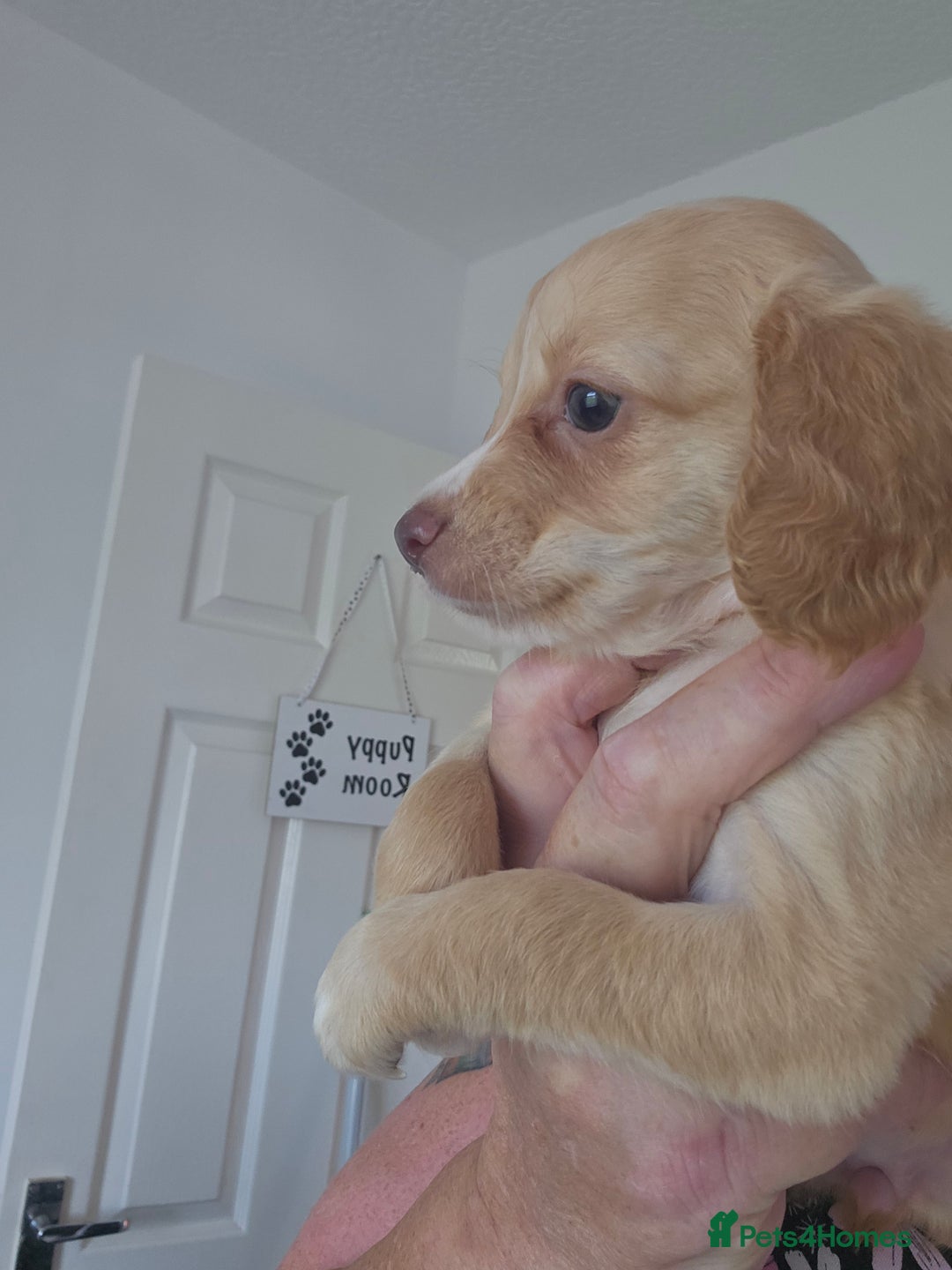 Cockapoo dogs for sale: Cockapoo puppoes - Image 6