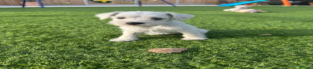 Miniature Schnauzer Puppy 1