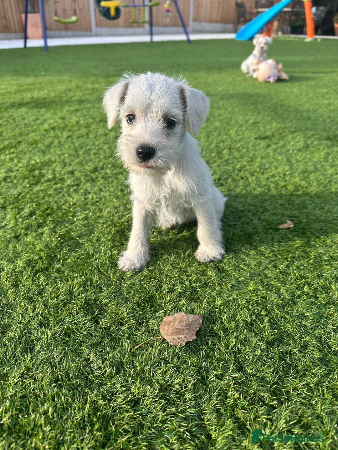 Miniature Schnauzer dogs for sale: *MINi SCHNAUZERS PUPPIES* - Image 8
