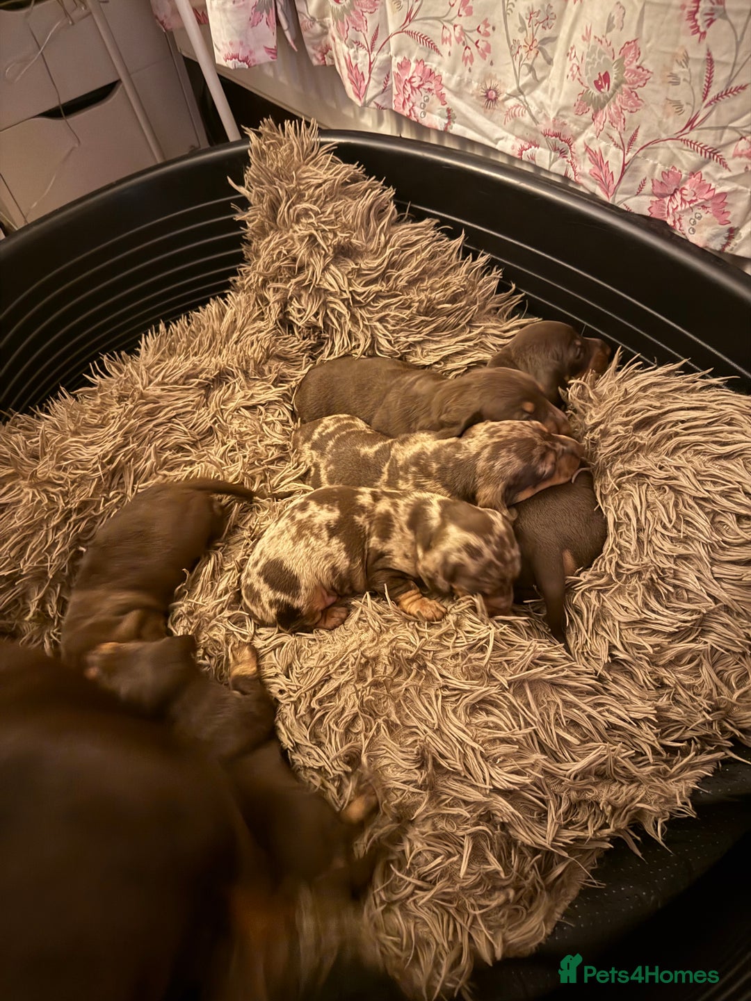 Dachshund dogs for sale: Lovely Dachshunds!  - Advert 15