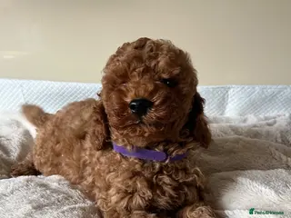Cavapoochon dogs Cavapoochon puppies - Advert 2
