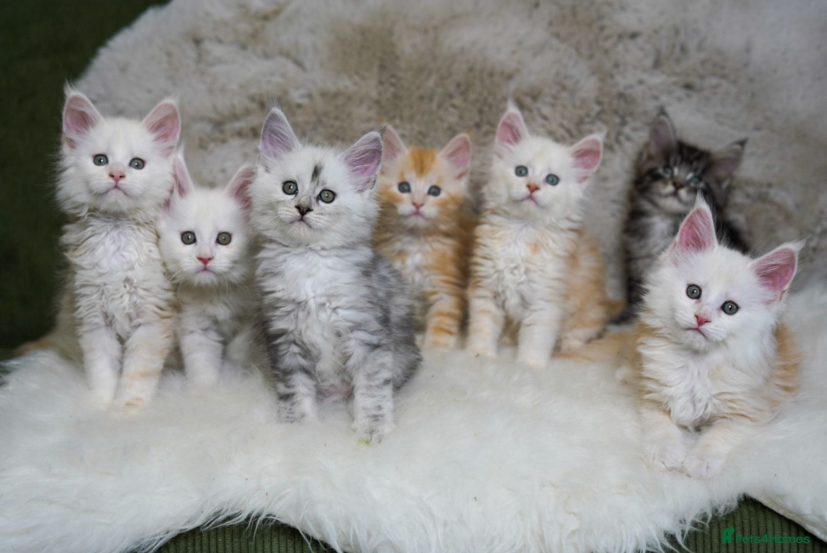 Maine Coon cats Rare Silver Shaded TICA Maine Coon Kittens - Advert 1