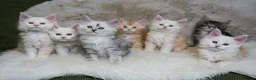 Maine Coon cats for sale: Rare Silver Shaded TICA Maine Coon Kittens in Canvey Island - Advert 1