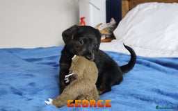 Mixed Breed dogs for sale: Parson Russell Cross Puppies  - Image 16