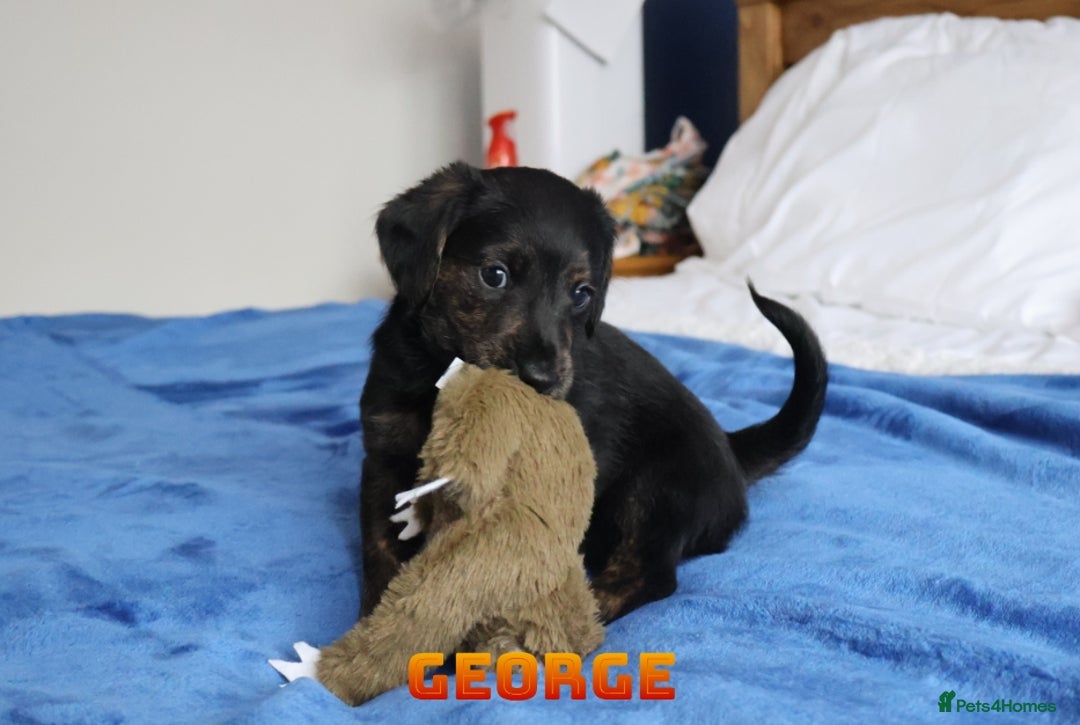 Mixed Breed dogs for sale: Parson Russell Cross Puppies  - Image 16