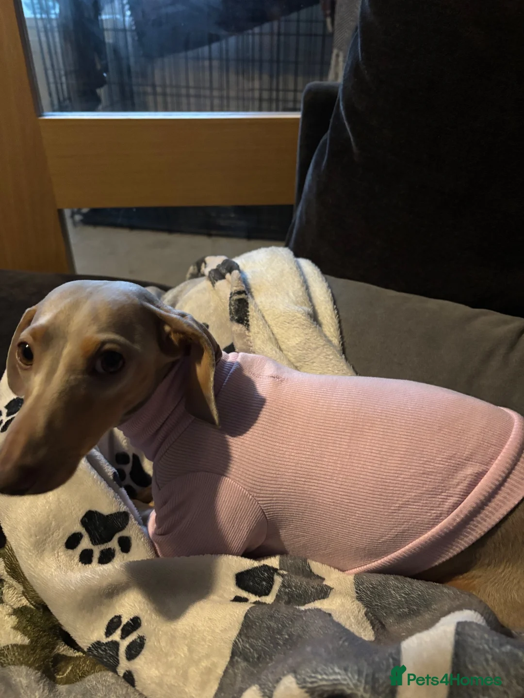 Dachshund dogs for sale: Looking for a good home  in Longfield - Advert 2