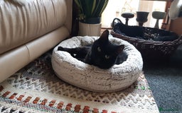 Mixed Breed cats for sale: Lovely Billy is looking for his human ❤ - Image 3