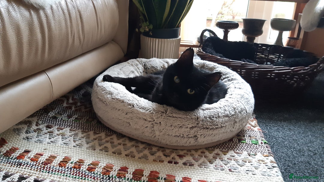 Mixed Breed cats for sale: Lovely Billy is looking for his human ❤ - Image 3