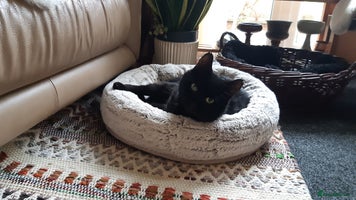 Mixed Breed cats Lovely Billy is looking for his human ❤ - Advert 2