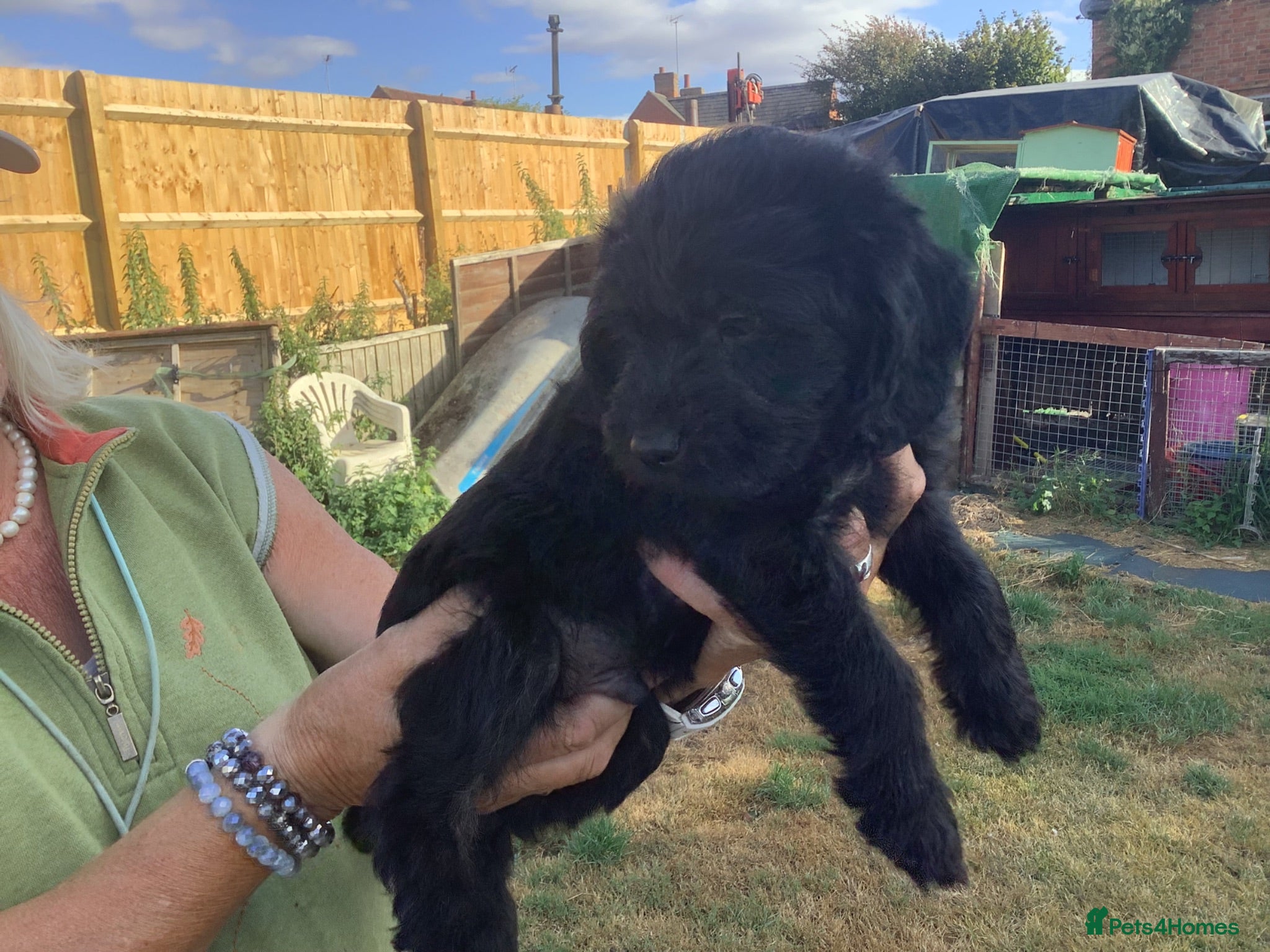 Labradoodle dogs Toy Doodles - Advert 2