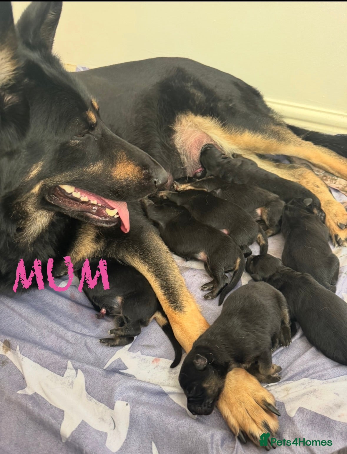 German Shepherd dogs Stunning Family Raised German Shepherd Puppies - Advert 2