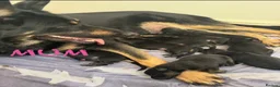 German Shepherd dogs for sale: Stunning Family Raised German Shepherd Puppies - Advert 1