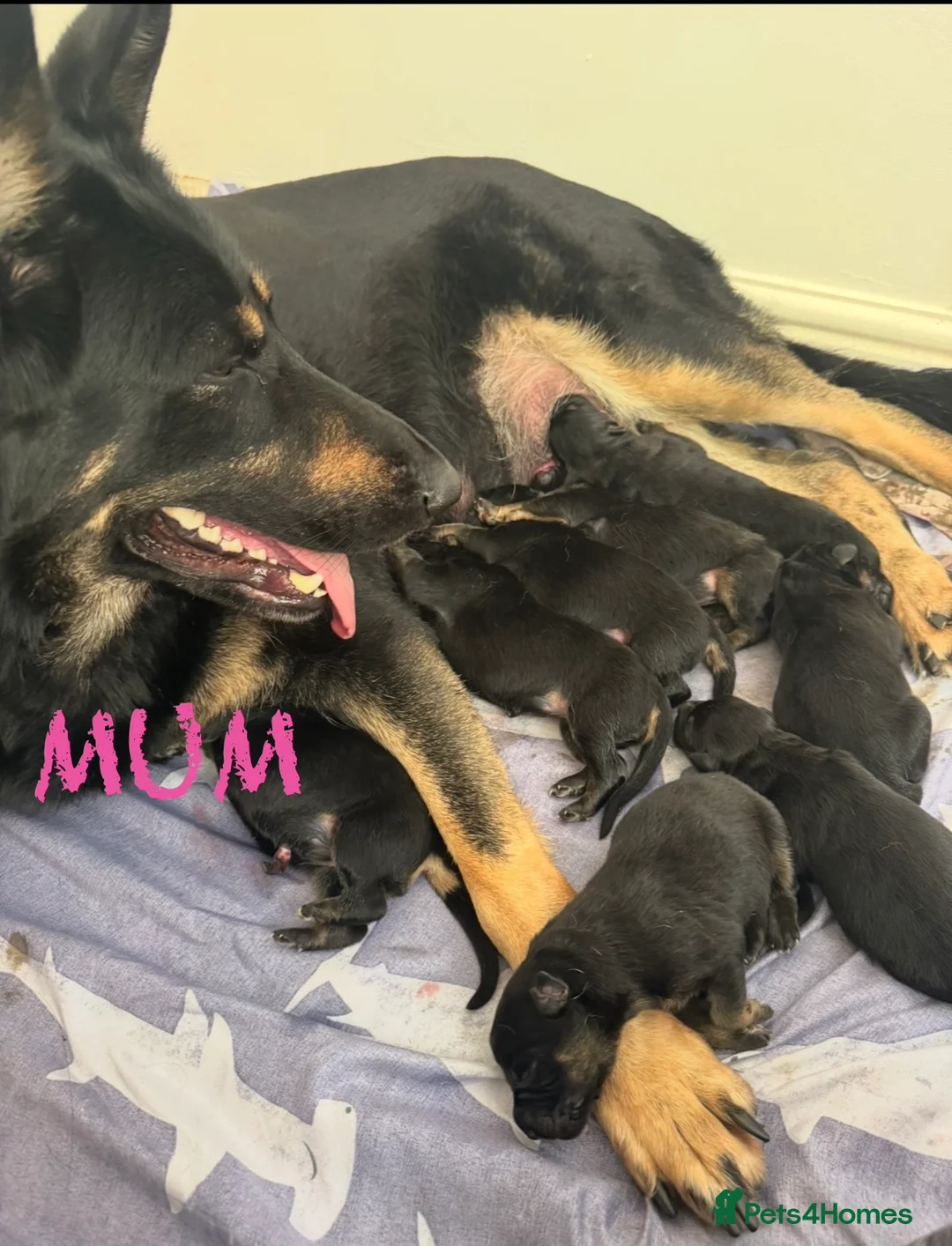 German Shepherd dogs for sale: Stunning Family Raised German Shepherd Puppies - Advert 1