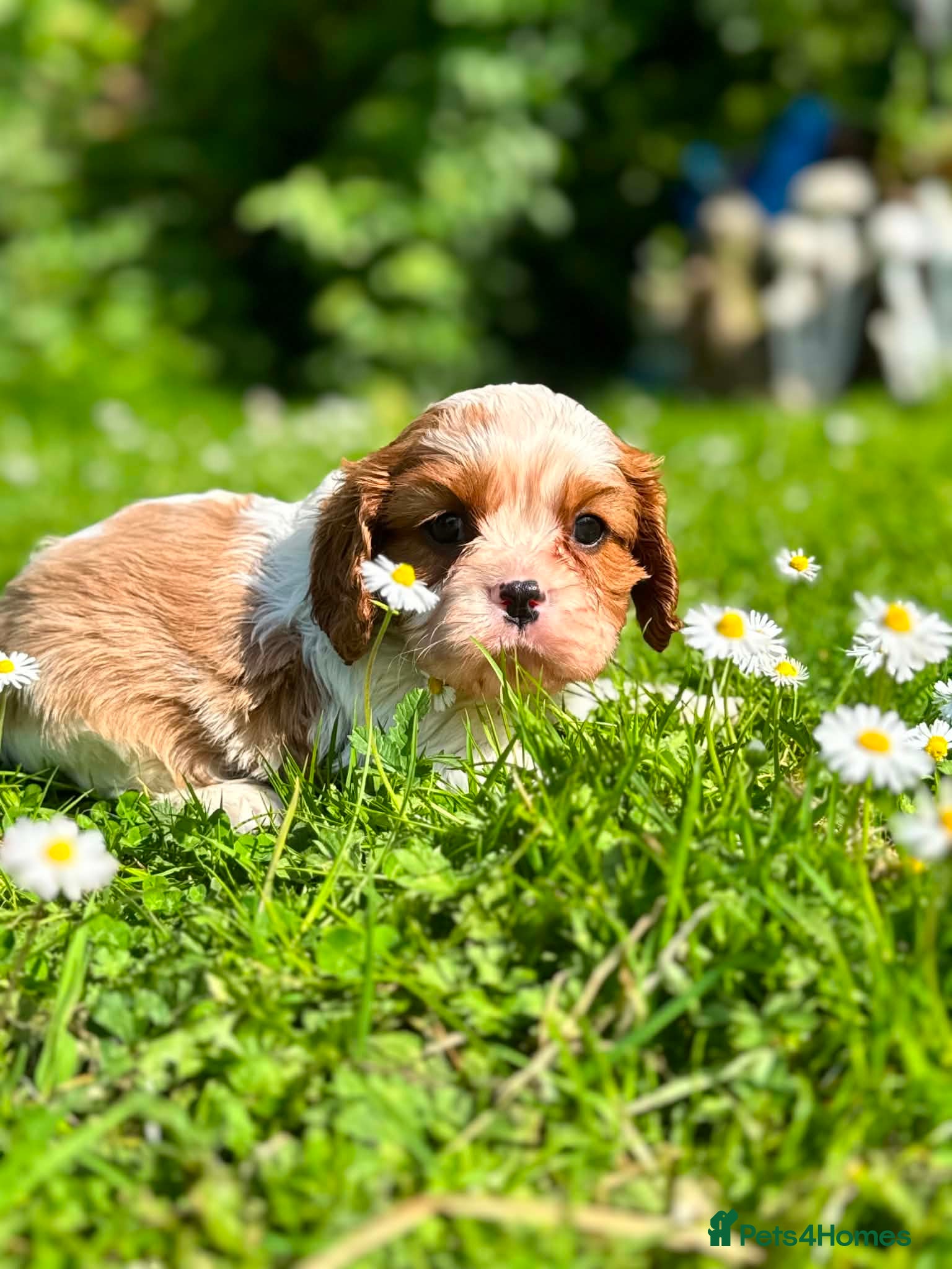 Cavalier King Charles Spaniel dogs KC. C.K.C.S from Champion Show Lines - Advert 1
