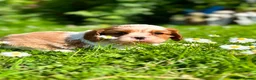 Cavalier King Charles Spaniel dogs for sale: KC. C.K.C.S from Champion Show Lines - Advert 1