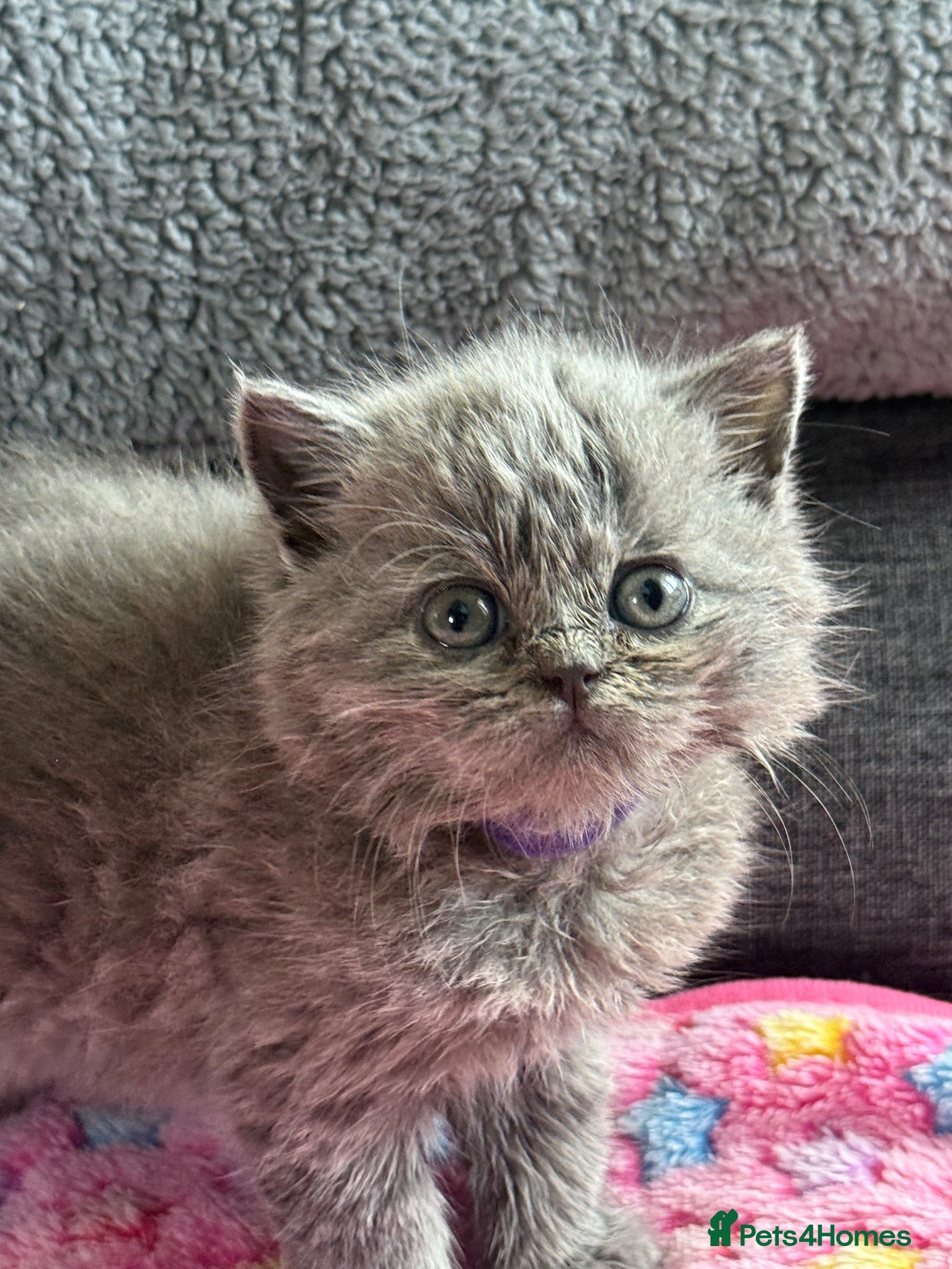 British Shorthair cats Gorgeous British Short Hair - Advert 1