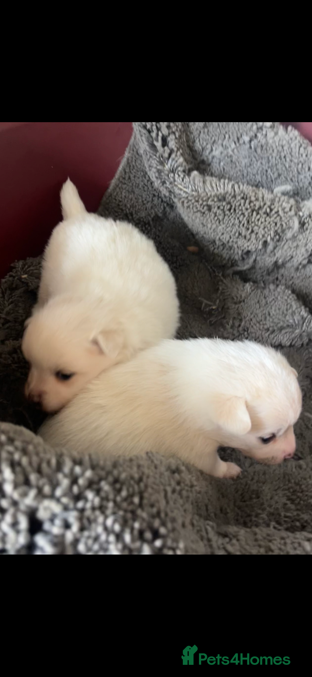 Mixed Breed dogs for sale: Jack Russel cross Pomeranian  - Image 6