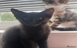 Mixed Breed cats for sale: Beutiful kittens for sale - Image 4