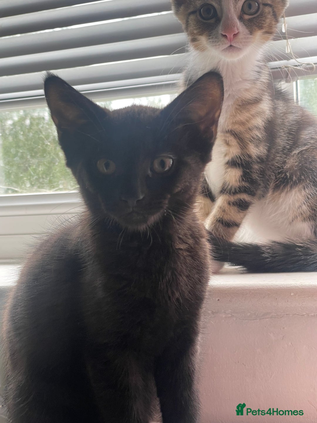 Mixed Breed cats for sale: Beutiful kittens for sale - Image 4