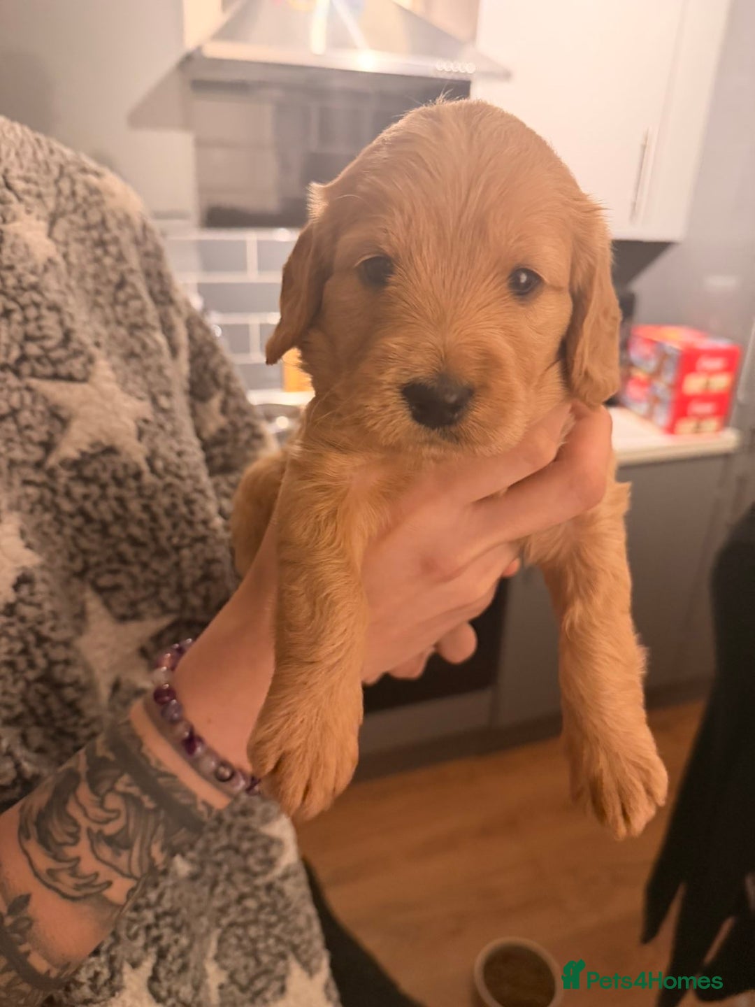 Cockapoo dogs for sale: Cockapoo pups - Advert 5