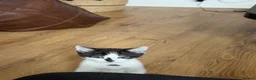 Brazilian Shorthair cats for sale: Beautiful Brazilian Shorthair male - Advert 4