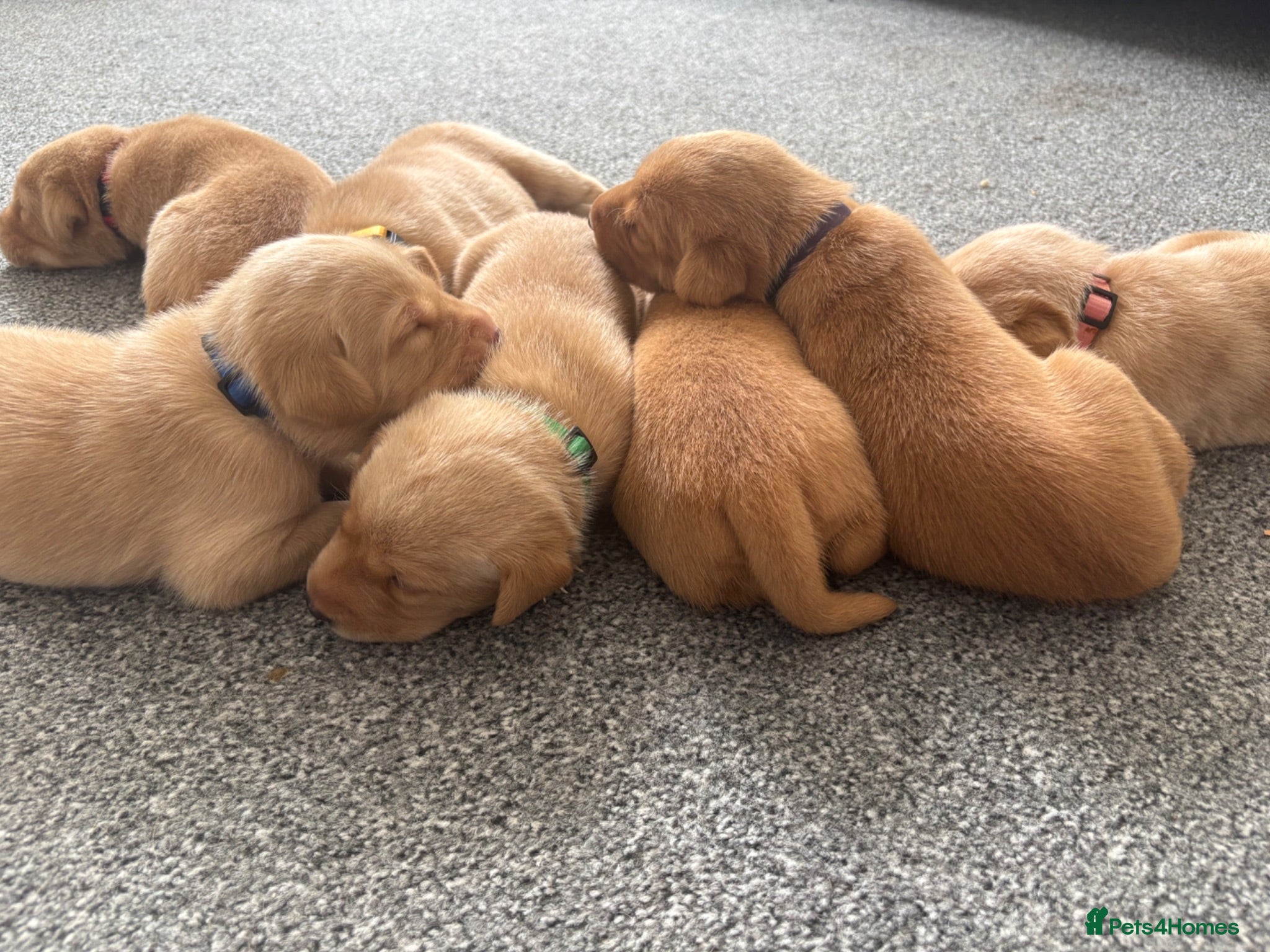 Labrador Retriever dogs Health Tested Champion Pedigree Pups - Advert 2