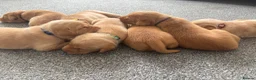 Labrador Retriever dogs for sale: Health Tested Champion Pedigree Pups - Advert 2