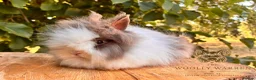 Lionhead rabbits for sale: Fully Vaccinated Lionheads Ready Now  - Advert 4