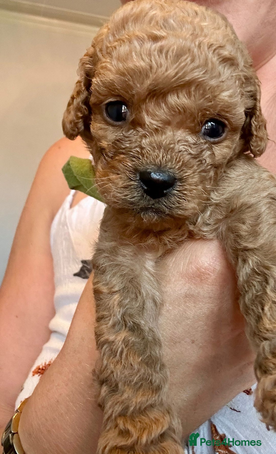 Cavapoo dogs for sale: Cavapoo Puppies  - Image 13