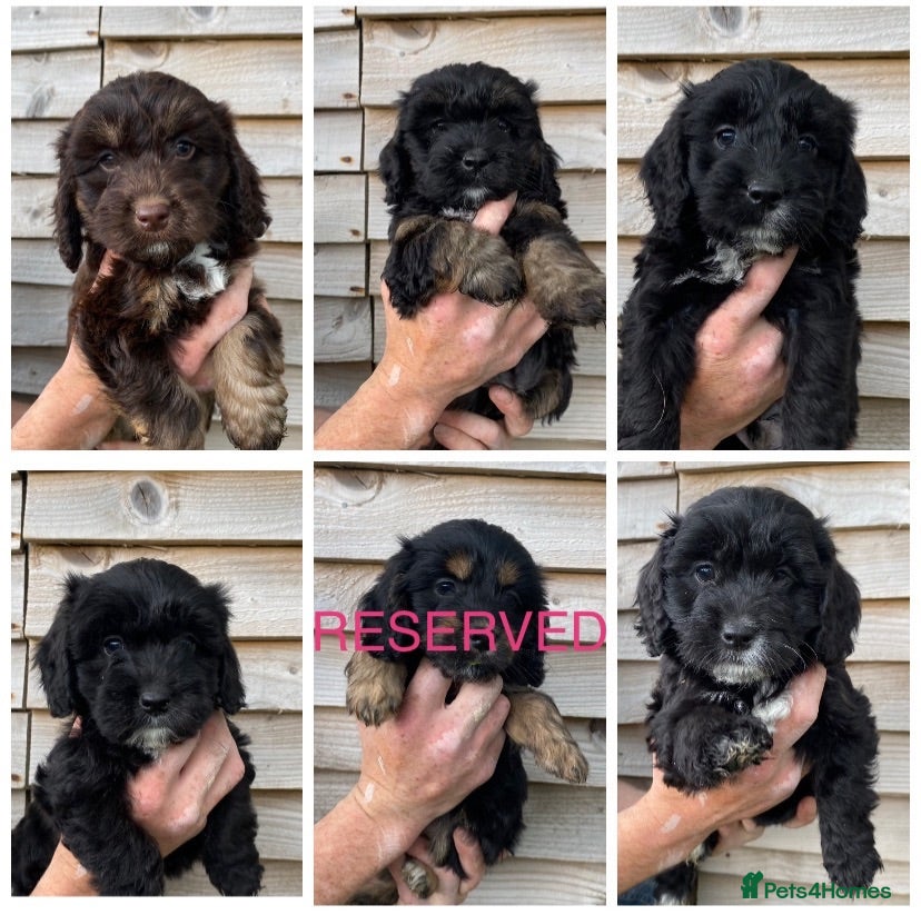 Cockapoo dogs F1 Cockapoo puppies  - Advert 3