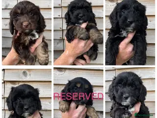 Cockapoo dogs F1 Cockapoo puppies - Advert 3