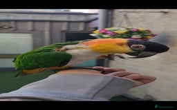 Budgerigars birds for sale: Hand-reared Black headed Caique for sale!!!  - Image 1