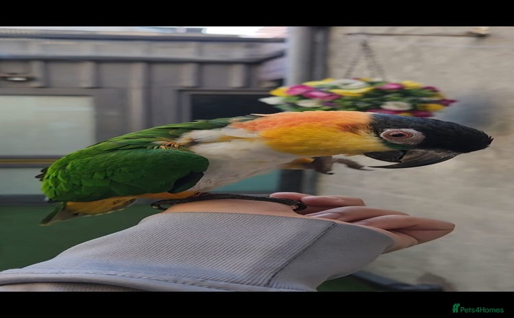 Budgerigars birds - Advert 1