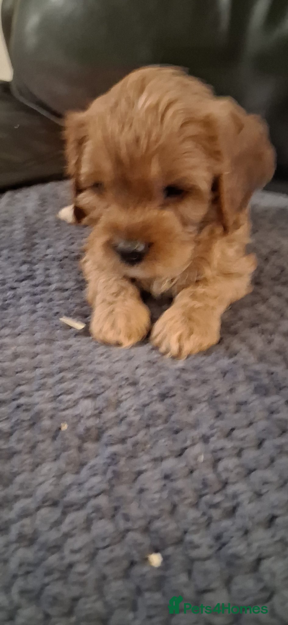 Cavapoo dogs F1 CAVAPOOS READY TO LEAVE. - Advert 2