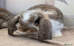French Lop rabbits for sale: Beautiful Purebred French Lops For Sale - Image 12