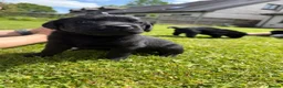 Labrador Retriever dogs for sale: 9 Pedigree Black Labrador Retrievers   in Llangadog - Advert 9