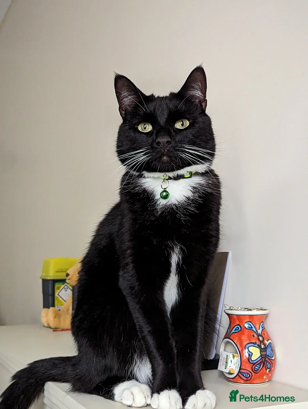 Domestic Shorthair cats for adoption: Buddy and Ozzy seeking their perfect homes - Advert 16