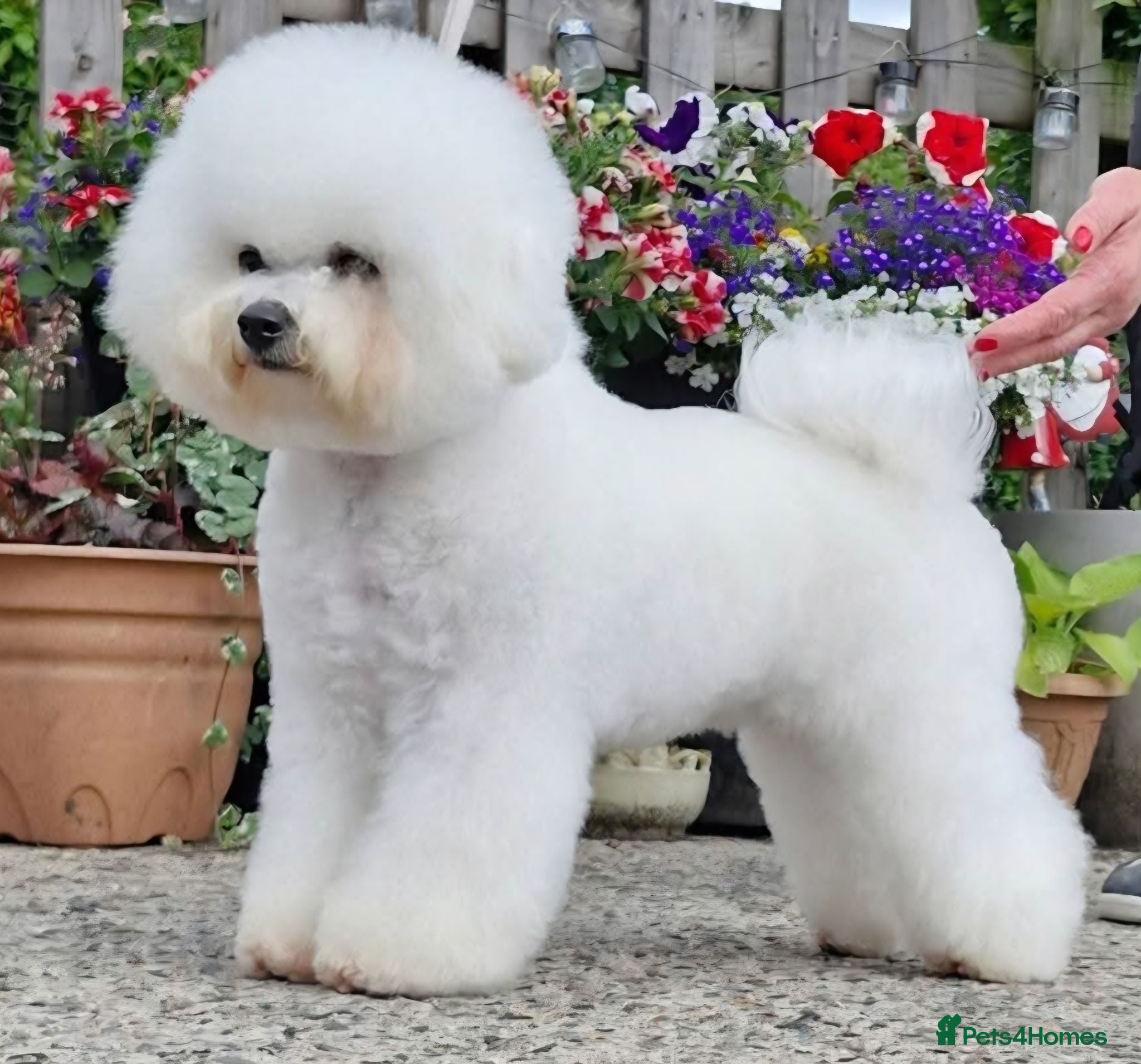 Bichon Frise dogs  Bichon Frise puppies  - Advert 1
