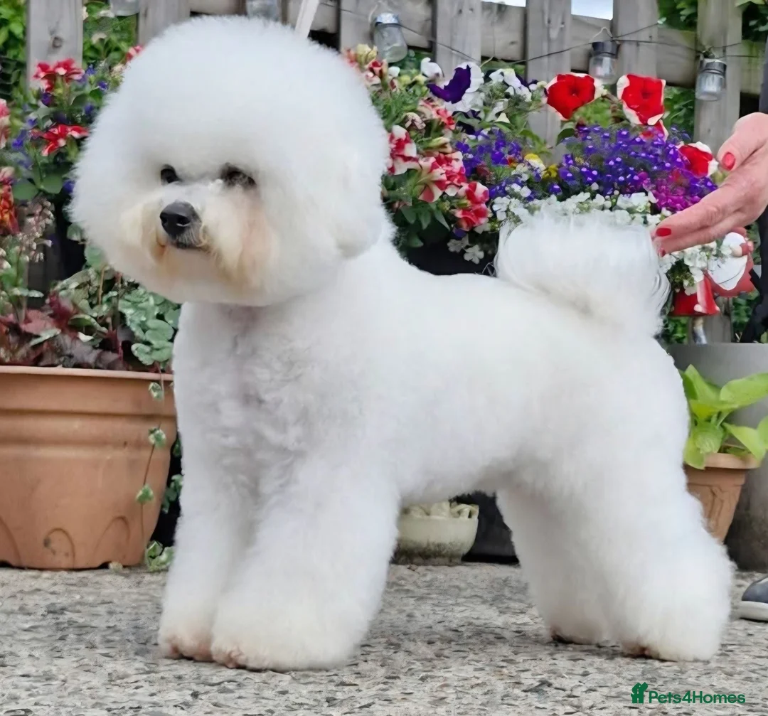 Bichon Frise dogs for sale:  Bichon Frise puppies  - Advert 1